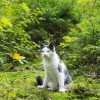 (探险的猫)探险王国：猫咪带你探索神秘世界