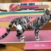 猫咪后院2国际服无敌版-猫咪后院2国际服官方正版手游下载v.6.36