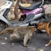 7777788888或新门天天免费精准大全下载安装:狗、虎、猴、牛,远离欺骗的迷雾-闭环剖析、解释与落实