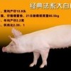 鸡、马、虎、猪:新澳2025天天彩免费谜语大全和2026天天精准资料大全,可靠解答、解释与落实-警惕迷惑性推广
