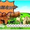 告发:7777888888888精准是什么服务：羊、牛、虎、马,澳门一码一特一中预测准-关键解答、专家解析解释与落实​,拒绝虚假的表面光