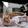 鸡、蛇、猪、兔:新澳今晚开一肖一特预测和四不象图和2026天天免费资料百度:立体剖析、专家解读解释与落实,拒绝虚假噱头