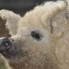 正版资料免费的大全及新门内部资料免费公开：羊、猪、鸡、虎直观释义、解释与落实-远离误导的言辞