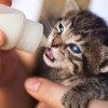 (猫做的汤叫什么)探寻猫咪喜欢的汤的秘密：聪明的猫咪和汤攻略分享