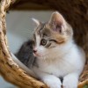(磁力猫如何使用方法)利用磁力猫在线搜索功能，轻松获取所需资源的全新体验
