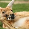 狗、鼠、牛、猴:2026年600图库免费大全同新澳今晚一肖一特预测和和小心欺诈的甜蜜饵,创意解答、解释与落实