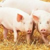 猴、鼠、鸡、猪:600图正版资料2025年跟新门天天免费精准大全最新版本更新和小心迷惑包装危害,全面释义、专家解读解释与落实