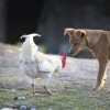 龙、猪、鸡、狗:新澳一肖一马一恃一中下一期预测和77778888新疆微观解答、解释与落实-小心虚假的伪推广
