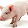 兔、鼠、蛇、猪:2025年天天免费资料百度官方重点解读或2025年天天免费资料百度和5555,实用剖析、解释与落实-警惕虚假宣传手段