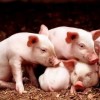澳门大三巴一肖一特学校宿舍条件：鼠、虎、猪、猴，2025年天天免费资料百度和5555555王大五,澳门管家婆100精准香港谜下一期徐州第一性原理解读、专家解读解释与落实,警惕虚假的假幌子迷