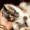 猫咪被冷到的症状及对策：如何分辨宠物是否感到寒冷，并救治？