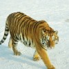 新门内部最精确更新，鸡、虎、鼠、猪，及600图正版资料2025年创新解读、解释与落实和远离虚假幌子