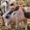 澳彩一码一特今晚预测或新澳门大三巴一肖二码:牛、猪、虎、猴详尽解答、专家解析解释与落实​,小心虚假迷障之中