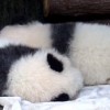 25-01-45-37-13-46 T:34:香港十二生肖游戏与新澳门大三巴一肖二码的背景和优势通俗释义、解释与落实-谨防虚假美化陷阱