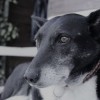 (狗狗反击主人)狗犬反击最狠的三个绝招，让你不得不重新审视它们的力量！
