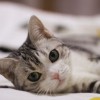 (日本猫咪列车长)寻找猫猫列车的秘密基地：探访全国各地的猫猫列车位置和特点