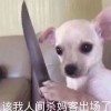 狗、马、牛、猪，2005年天天开好彩大全渠道解答、专家解析解释与落实-警惕虚假诱导危害