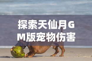 探索天仙月GM版宠物伤害提升法则：最全面的宠物培养秘籍和强化技巧，解密提升宠物战斗力的关键技巧