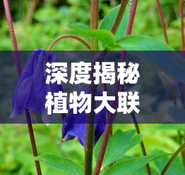 深度揭秘植物大联盟攻略：专业指南帮你轻松解锁所有角色和特技