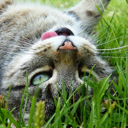 开心猫舍官方：让您的猫咪快乐健康，提供专业的照顾和关爱服务