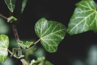 (对光线要求低的绿植)最适合低光环境的10种大型室内植物，它们的生长力超乎想象