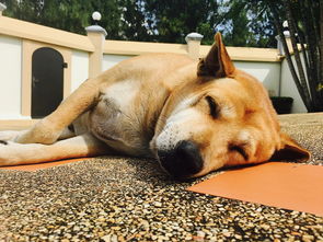 沉浸在文豪迷犬日服的魅力中：探索游戏中的文学经典与角色互动