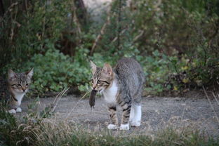 (猫咪打完疫苗后一直不吃东西)怎么办？猫咪打疫苗后突然蔫了不吃不喝，应该怎么处理？