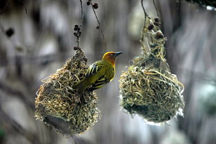(愤怒的小鸟变形金刚动画片全集)愤怒的小鸟：变形金刚版，激情如火，战斗无极限！