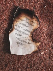 (明日之后网易游戏官网)探索未来荒野，感受生存挑战：明日之后网易官方版全新体验