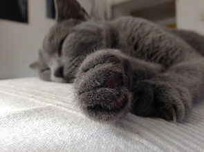 (猫婆婆的照片)猫婆婆的幸福公寓：享受无广告的宁静生活和美好时光