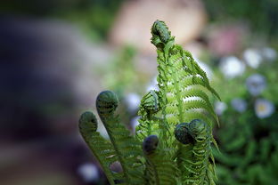 植物大战僵尸手机版:带你进入植物世界,对抗来袭的僵尸大军! 植物大战僵尸手机版:带你进入植物世界,对抗来袭的僵尸大军!