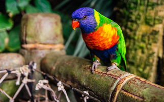 (混沌起源官方正版下载)混沌起源App官方下载最新版，快速获取最新版本体验游戏乐趣