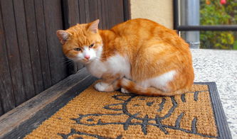 (猫之宿约者怎么样)猫之宿约者多少内存？探寻猫咪的神秘记忆容量
