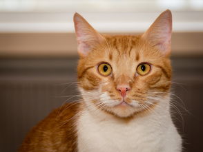 详解端游版我的世界：掌握快捷操作，轻松学会如何放置与拆除方块