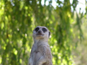 (因迪斯的谎言破解版)因狄斯谎言免广告GM菜单:揭露游戏内广告幕后真相及应对策略 (因迪斯的谎言破解版)因狄斯谎言免广告GM菜单:揭露游戏内广告幕后真相及应对策略