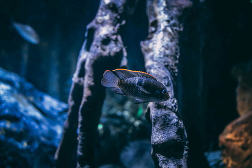 探寻未知、享受冒险：异度旅人官方网站全新上线，提供最新游戏资讯及独家攻略