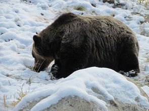 (拆弹猫咋玩)拆弹猫怎么玩：详细攻略与技巧分享，助你轻松赢得游戏胜利