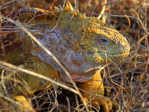 (地牢求生2修改教程)地牢求生2内置菜单功能详解与使用技巧