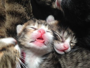 《西游仙魔传激活码》- 为仙魔之旅添彩添福，快来领取属于你的专属码吧！