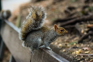 猫和老鼠手游宝鸽鸽：玩转童年经典，挑战全新剧情，戏精猫咪和顽皮老鼠共谱游戏传奇