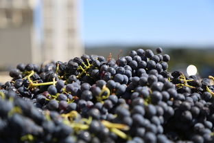 (养成系怪物女友是哪个游戏)养成我的怪物男友游戏：开启一段奇幻冒险与爱情的奇妙旅程