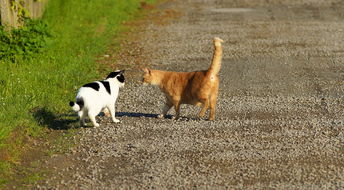 (《疯狂动物城》英文版台词)《疯狂动物城》英文：A Zoomanian Adventure in the Urban Jungle