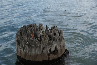 (神奇水世界攻略)探索神秘水域,畅游奇妙世界!最新神奇水域手游等你来挑战! (神奇水世界攻略)探索神秘水域,畅游奇妙世界!最新神奇水域手游等你来挑战!