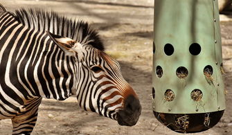 详尽解析《长生祭》攻略:从角色培养到副本挑战全方位助你轻松通关! 详尽解析《长生祭》攻略:从角色培养到副本挑战全方位助你轻松通关!