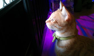 (疯狂动物园百度百科)疯狂动物园官方网站:带你探索动物王国的奇妙世界 (疯狂动物园百度百科)疯狂动物园官方网站:带你探索动物王国的奇妙世界