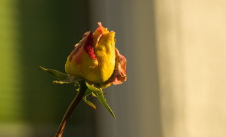 (天命起源手游)天命起源是够了,难道已经下架了吗?最新动态分享! (天命起源手游)天命起源是够了,难道已经下架了吗?最新动态分享!