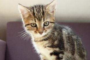 (致命节奏重做)致命节奏改版前后对比:玩法创新呈现出截然不同的游戏体验 (致命节奏重做)致命节奏改版前后对比:玩法创新呈现出截然不同的游戏体验