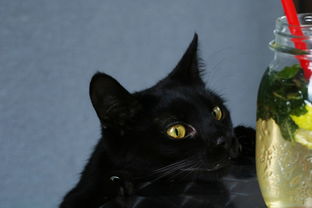 (遇见猫主题咖啡馆)遇见喵·猫咖啡馆怎么样?体验与猫咪亲密接触的乐趣! (遇见猫主题咖啡馆)遇见喵·猫咖啡馆怎么样?体验与猫咪亲密接触的乐趣!