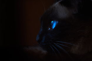 (猫酱工作室)探寻神秘世界：猫酱物语游戏全新冒险，精彩不容错过！