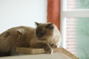 (猫咖啡店app)猫咖啡店官方版:专属猫咖啡店体验,尽情品味猫的魅力 (猫咖啡店app)猫咖啡店官方版:专属猫咖啡店体验,尽情品味猫的魅力